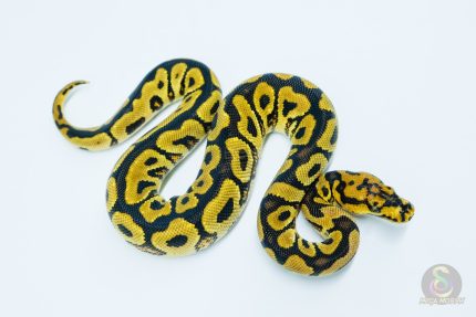 5635 1.0 SPOTNOSE YELLOW BELLY CLOWN