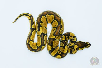 5722 0.1 ENCHI HET ALBINO/CANDY