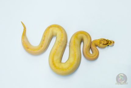 5766 0.1 BANANA SUPER ENCHI IVORY