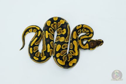5778 0.1 YELLOW BELLY HET CLOWN