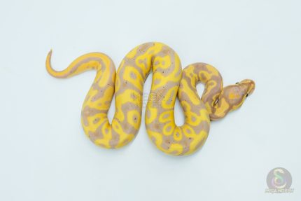 5780 1.0 BANANA LEOPARD HET CLOWN