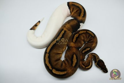 3016 0.1 HUFFMAN PIEBALD (Proven breeder)