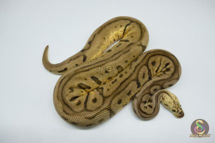 3040 1.0 PASTEL SPOTNOSE LEOPARD CLOWN