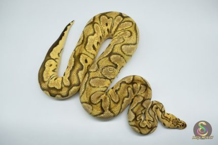 3069 1.0 PASTEL ORANGE DREAM CALICO CLOWN