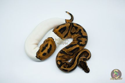 4034 0.1 LEOPARD PIEBALD