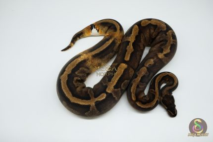 4062 0.1 SUPER GHI PIEBALD