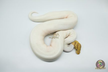 4141 0.1 BANANA PIEBALD