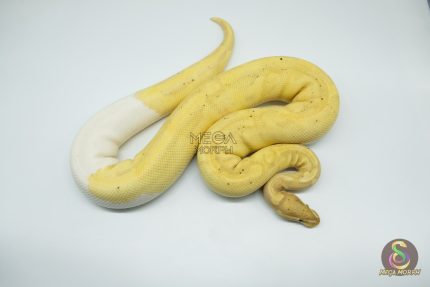 4144 0.1 BANANA PIEBALD (Proven breeder)