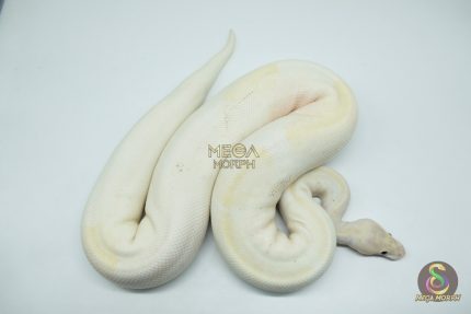4161 0.1 IVORY PIEBALD (Proven breeder)