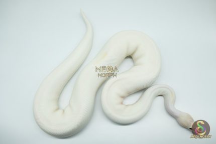 4166 0.1 IVORY PIEBALD