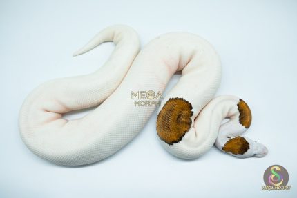 4186 0.1 PINTO PIEBALD WHITE HEAD