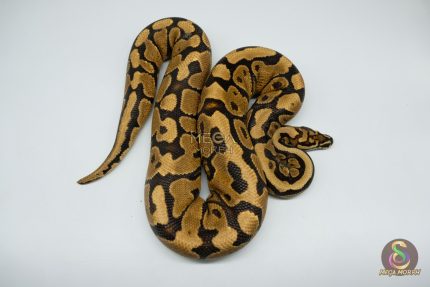 4221 1.0 SPOTNOSE YELLOW BELLY REDSTRIPE