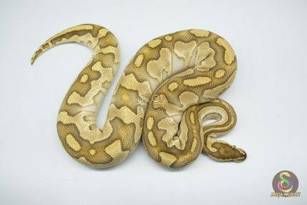 4267 1.0 BUTTER CRYPTON