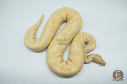 4285 0.1 SUPER BANANA LEOPARD