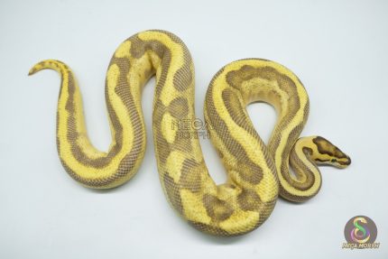 4303 1.0 ENCHI LEOPARD FIRE SUPER STRIPE