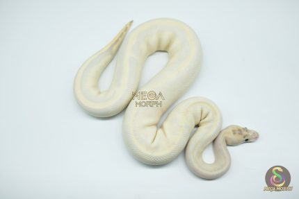 4310 1.0 ENCHI LEOPARD FIRE IVORY