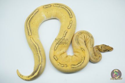 4317 0.1 ENCHI GHI FREEWAY