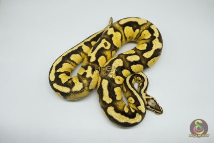 4363 0.1 ORANGE DREAM FIREFLY YELLOW BELLY