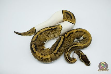4368 0.1 PASTEL PIEBALD