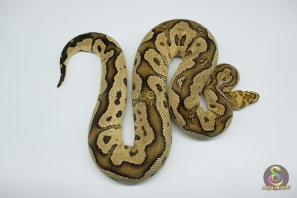 4511 1.0 FIRE YELLOW BELLY CLOWN