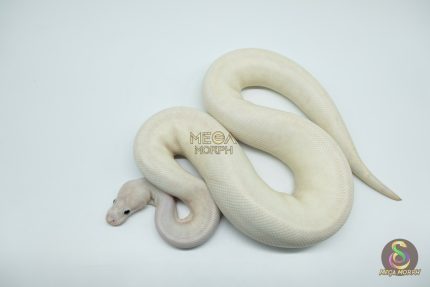 4524 1.0 IVORY FIREFLY LEOPARD