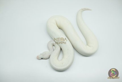 4531 1.0 BLACK PASTEL FIREFLY FREEWAY