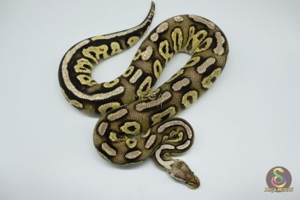 4534 0.1 FIRE PEWTER HET CLOWN
