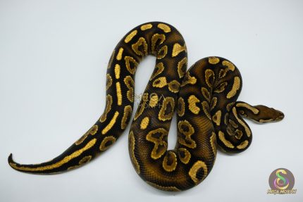 4545 1.0 BLACK PASTEL MAHOGANY YELLOW BELLY