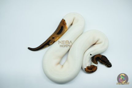 4576 0.1 ORANGE DREAM LEOPARD PIEBALD