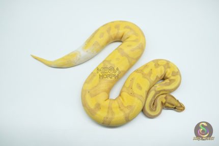 4679 0.1 BANANA PIEBALD