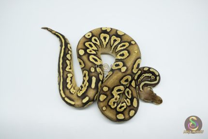 4718 1.0 BLACKHEAD PASTAVE CALICO