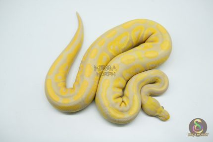 4754 1.0 TOFFINO BLACK PASTEL