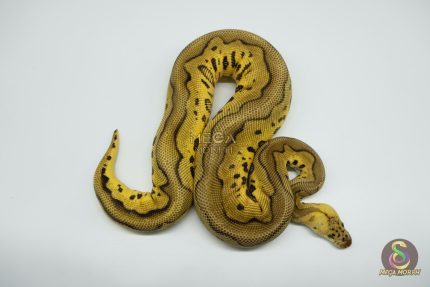4759 1.0 LEOPARD PASTEL YELLOW BELLY CLOWN