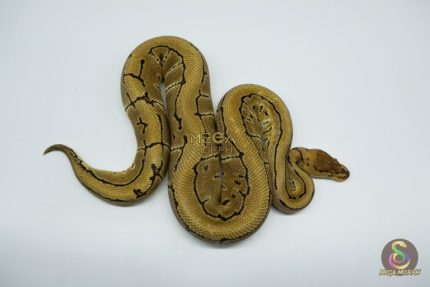4766 1.0 PINSTRIPE CRYPTON OR CRYPTIC
