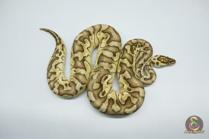 4767 1.0 PASTEL LESSER CRYPTON OR CRYPTIC