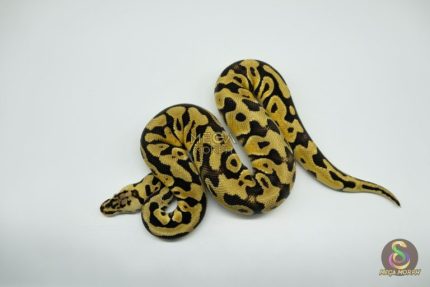 4768 1.0 PASTEL CRYPTON OR CRYPTIC