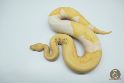 5106 1.0 ALBINO PIEBALD ENCHI