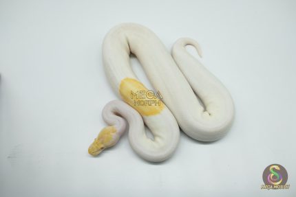 5111 0.1 ALBINO PIEBALD PINTO