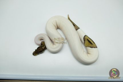 5114 0.1 VPI AXANTHIC PIEBALD BLACK PASTEL