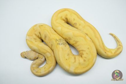 5128 1.0 BANANA PASTEL CLOWN