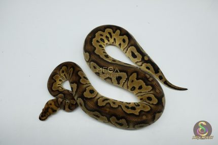 5142 0.1 CLOWN PASTEL HET PIEBALD
