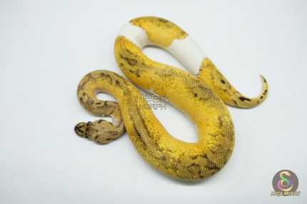 5149 0.1 CLOWN PIEBALD PASTEL