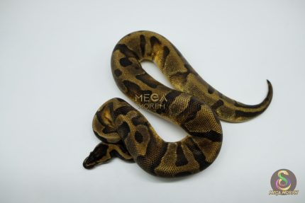 5171 0.1 PIEBALD ENCHI