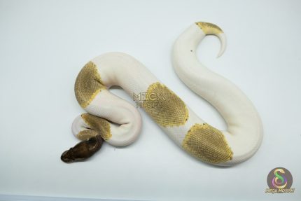 5174 1.0 PIEBALD ENCHI MOJAVE