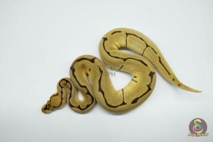 5248 1.0 ORANGE DREAM SPIDER CLOWN