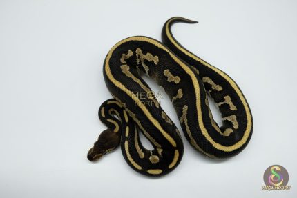 5258 0.1 LEOPARD MOJAVE CHOCOLATE