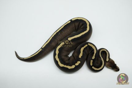 5259 0.1 GHI MOJAVE CHOCOLATE
