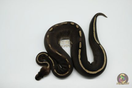 5261 0.1 GHI MOJAVE LEOPARD CHOCOLATE