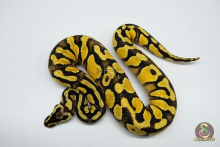 5270 0.1 PASTEL ENCHI YELLOW BELLY HET CLOWN