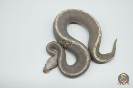 5279 0.1 VANILLA CREAM SUPER GHI